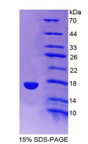 Figure 1. SDS-PAGE