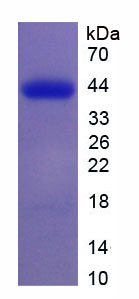Figure 1. SDS-PAGE