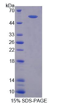 Figure 1. SDS-PAGE