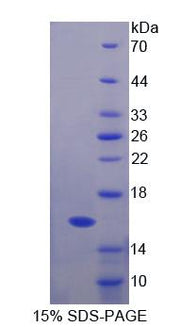 Figure 1. SDS-PAGE