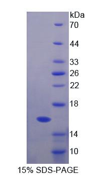 Figure 1. SDS-PAGE