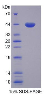 Figure 1. SDS-PAGE