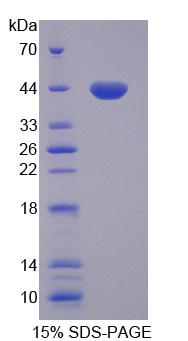 Figure 1. SDS-PAGE
