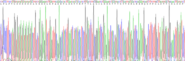 Eukaryotic Matrix Metalloproteinase 13 (MMP13), RPU54447