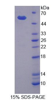 Figure 1. SDS-PAGE