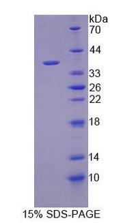 Figure 1. SDS-PAGE