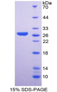 Figure 1. SDS-PAGE