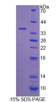 Figure 1. SDS-PAGE