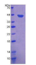 Figure 2. SDS-PAGE