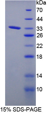 Figure 1. SDS-PAGE
