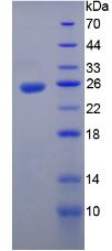 Figure 2. SDS-PAGE