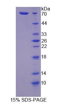 Figure 1. SDS-PAGE