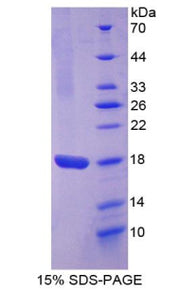 Figure 1. SDS-PAGE