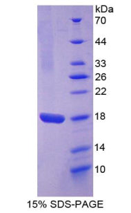 Figure 1. SDS-PAGE