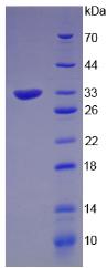 Figure 2. SDS-PAGE