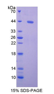 Figure 1. SDS-PAGE