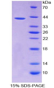 Figure 1. SDS-PAGE