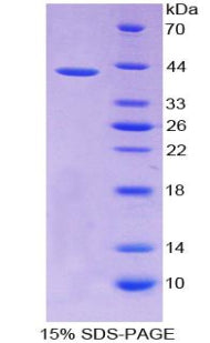 Figure 1. SDS-PAGE