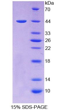 Figure 1. SDS-PAGE