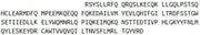 Recombinant Interferon Beta (IFNb), RPU54495