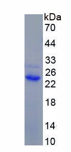 Figure 2. SDS-PAGE