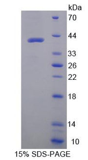 Figure 1. SDS-PAGE