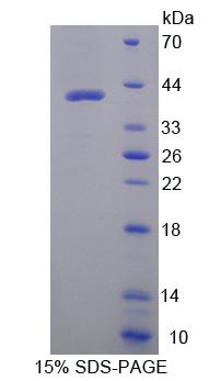 Figure 1. SDS-PAGE