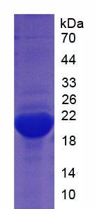Figure 2. SDS-PAGE