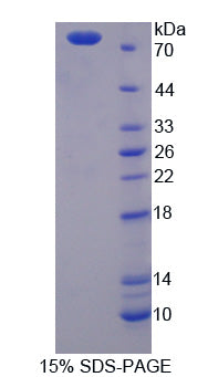 Figure 1. SDS-PAGE