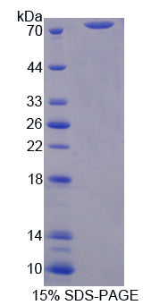 Figure 1. SDS-PAGE