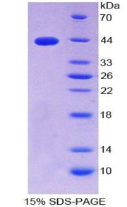 Figure 1. SDS-PAGE