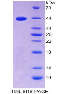 Figure 1. SDS-PAGE