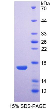 Figure 1. SDS-PAGE