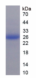 Figure 1. SDS-PAGE