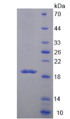 Figure 2. SDS-PAGE