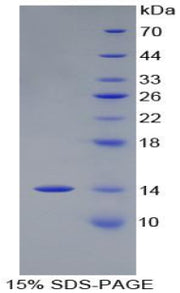 Figure 1. SDS-PAGE