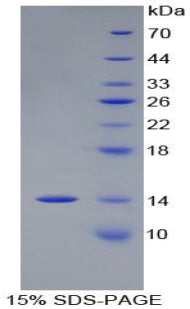 Figure 1. SDS-PAGE