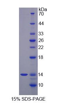 Figure 1. SDS-PAGE