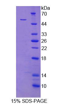 Figure 1. SDS-PAGE