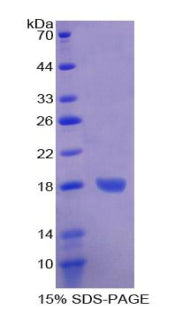 Figure 1. SDS-PAGE