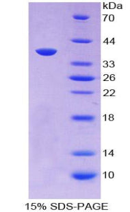 Figure 1. SDS-PAGE