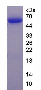 Figure 2. SDS-PAGE