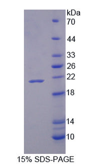 Figure 1. SDS-PAGE