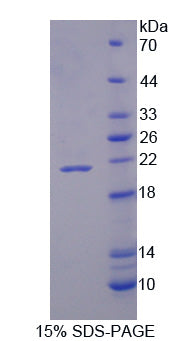 Figure 1. SDS-PAGE