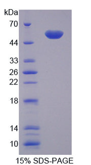 Figure 1. SDS-PAGE