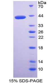 Figure 1. SDS-PAGE