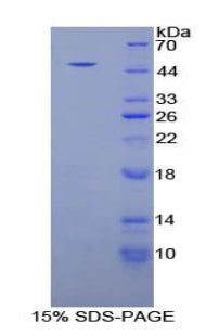 Figure 1. SDS-PAGE