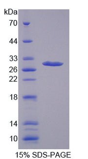 Figure 1. SDS-PAGE