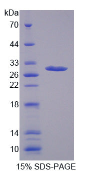 Figure 1. SDS-PAGE