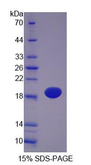 Figure 1. SDS-PAGE